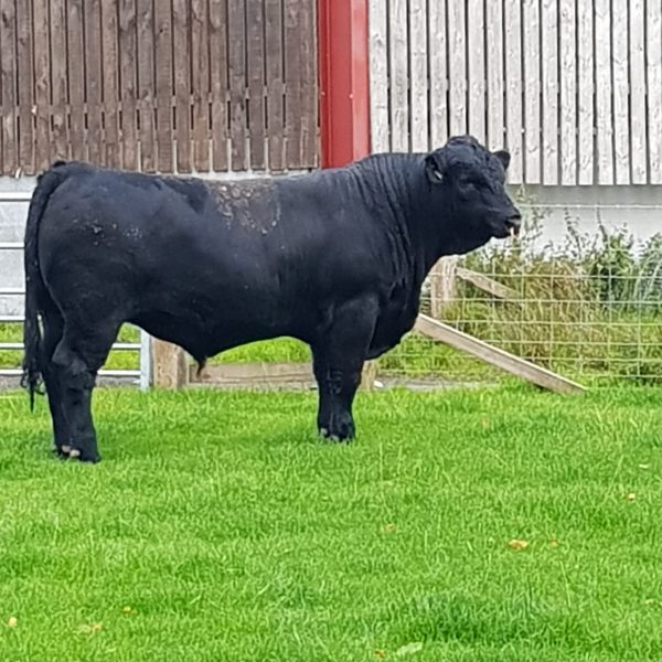 Beef photo for what we do