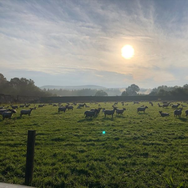 Sheep