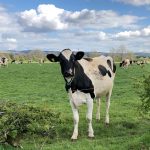 dairy cow for our services box