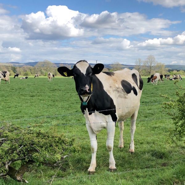 dairy cow for our services box